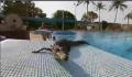 تمساح في حمام سباحة في أستراليا