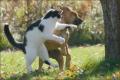 قطة تنقذ طفل من هجوم كلب مسعور