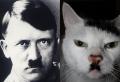 قط يتعرض لهجوم وحشي لأنه يشبه الزعيم النازي هتلر