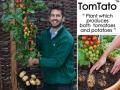 بريطانيا : شركة تتمكن من تعديل نبتة لإنتاج البطاطس والطماطم في نفس الوقت