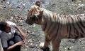الهند : نمر يقتل شاب في حديقة الحيوانات بنيودلهي