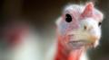 دراسة : الدجاج أقرب الطيور نسبً إلي الديناصورات