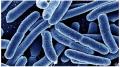علماء يحذروا من مرض ميكروبي جديد قد يتسبب بوفات الألاف