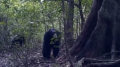 علماء يكتشفون أن قرود الشمبانزي تمارس طقوسا تعبدية